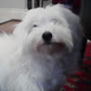 Meet your Posher, Beatrice